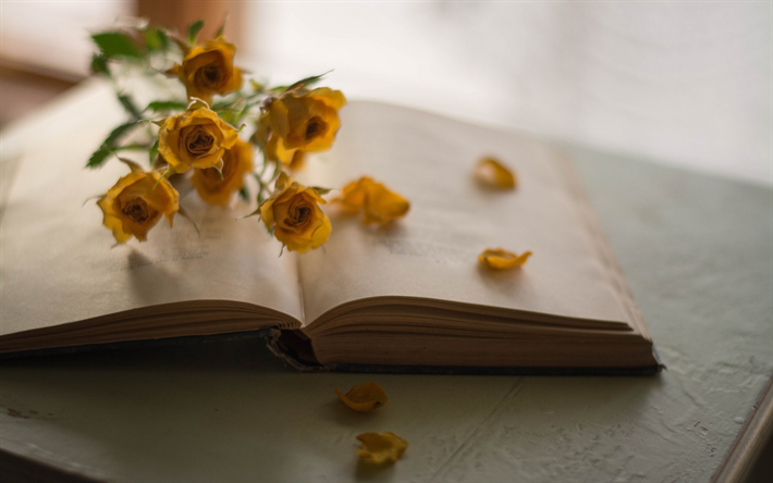 old book, yellow roses, rose petals, book, history concepts