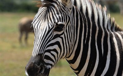 4k, zebra, close-up, wildlife, savannah, Africa, Hippotigris