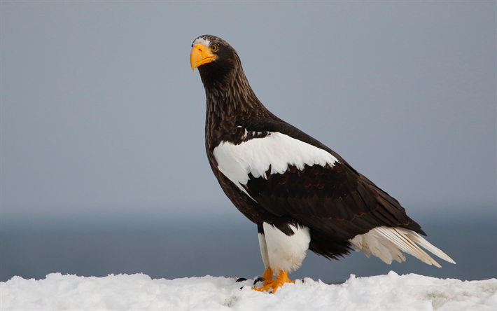 Stellers &#225;guia mar, inverno, ave de rapina, aves raras, predador, belas aves, Haliaeetus pelagicus