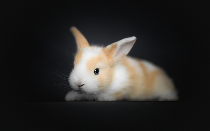 kleine flauschige kaninchen, hase, kleine niedliche tiere, wei&#223;-braune kaninchen
