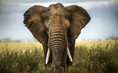 Africa, elephant, 4k, close-up, big elephant, African elephant, wildlife, Loxodonta