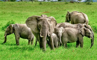 Elephants, family, Africa, a herd of elephants, green grass, field, wildlife