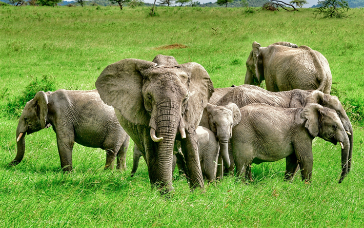 Elefanter, familj, Afrika, en flock elefanter, gr&#246;nt gr&#228;s, f&#228;lt, vilda djur