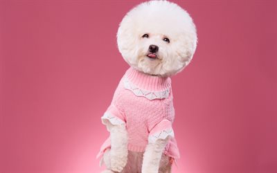 Bichon Frise, small curly dog, puppy, cute animals, good dogs, white puppy