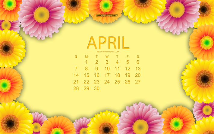 April 2019 calendar, spring, 2019 calendars, spring flowers, chrysanthemums, 2019 calendar with flowers, Calendar for April 2019, yellow background