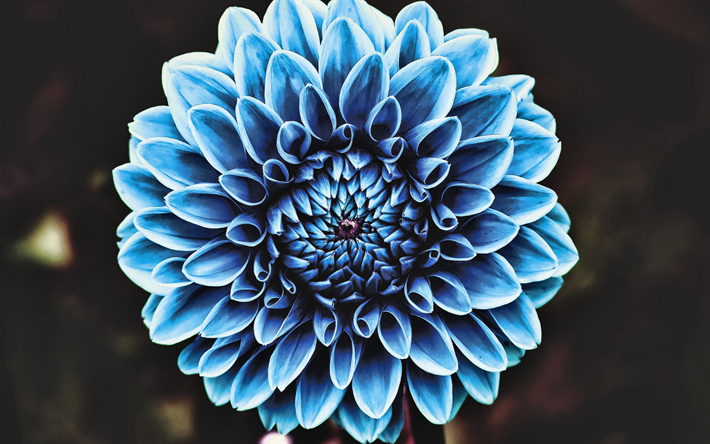 Download Wallpapers Blue Dahlia 4k Close Up Bokeh Blue Flowers Dahlia Blue Bud Asteraceae For Desktop Free Pictures For Desktop Free