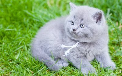 少しグレー子猫, イギリスshorthair猫, ペット, 猫, かわいい動物たち, 緑の芝生, 子猫