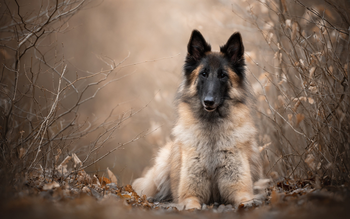 Belgisk Vallhund, Server, brun fluffig herde, vackra hundar, husdjur, s&#246;ta djur, hundar