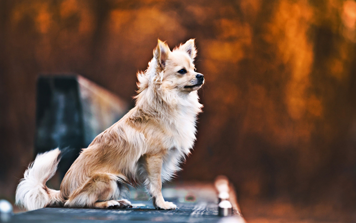 Chihuahua, oto&#241;o, perros, esponjoso chihuahua, bokeh, simp&#225;ticos animales, mascotas, Perro Chihuahua
