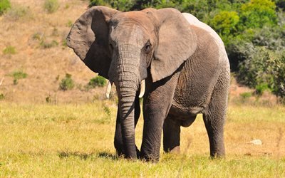 Big African elephant, wildlife, beautiful animals, elephants, savanna, Africa