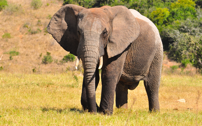 Gran elefante Africano, la fauna, los bellos animales, los elefantes de la sabana, &#193;frica