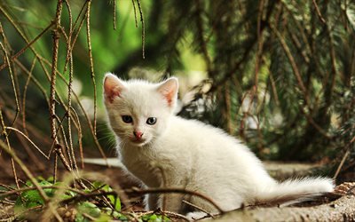 Turkisk Angora, kattunge, katter, husdjur, skogen, vit kattunge, bokeh, Turkisk Angora Katt