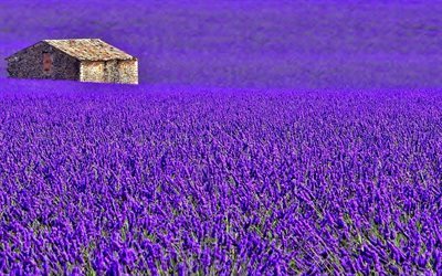 Provence, laventeli, niitty, talo, istutus, Ranska