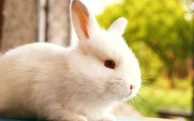 animais fofos, coelho branco, blur, coelhos