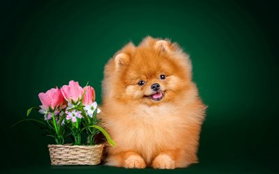 Pomeranian Spitz, pets, dogs, cute animals, flowers, Pomeranian, Spitz
