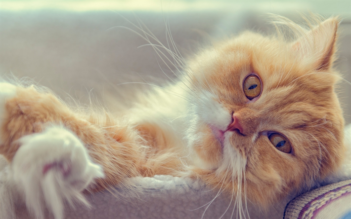 Gato Persa, ginger cat, animais de estima&#231;&#227;o, focinho, fofo gatinho, os gatos dom&#233;sticos, Persa, gatos