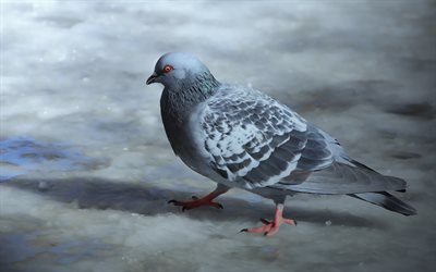 pombo, pintado de aves, arte, p&#225;ssaro do mundo, cinza pombo