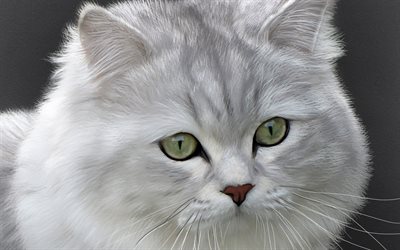 British Longhair, gray cat, pets, muzzle, fluffy cat, domestic cats, British Longhair Cat, cats