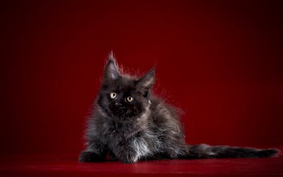Maine Coon, black kitten, little cat, cute animals, fluffy kitten