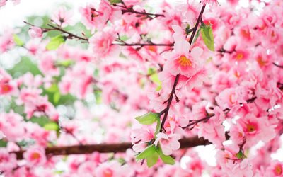 primavera, sakura, Jap&#243;n, flor de cerezo, ramas de cerezo con flores, rosa flores de la primavera, el jard&#237;n de los cerezos