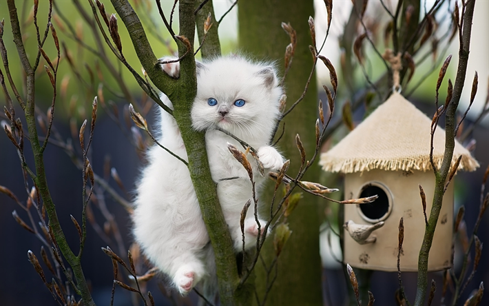 Ragdoll, gatinho, denectic gato, gatinho branco, animais fofos, olhos azuis, gatos, animais de estima&#231;&#227;o, Ragdoll Gato
