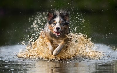 Australian Shepherd, Aussie, running dog, river, water, spray, wet dog, pets
