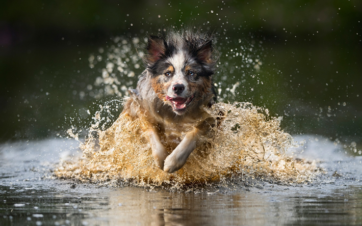 Le Berger australien, Australien, chien qui court, de la rivi&#232;re, de l&#39;eau, jet, humide, chien, animaux de compagnie