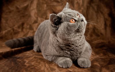 British Shorthair, gray cat, pets, domestic cat, yellow eyes, cute animals, cats, British Shorthair Cat
