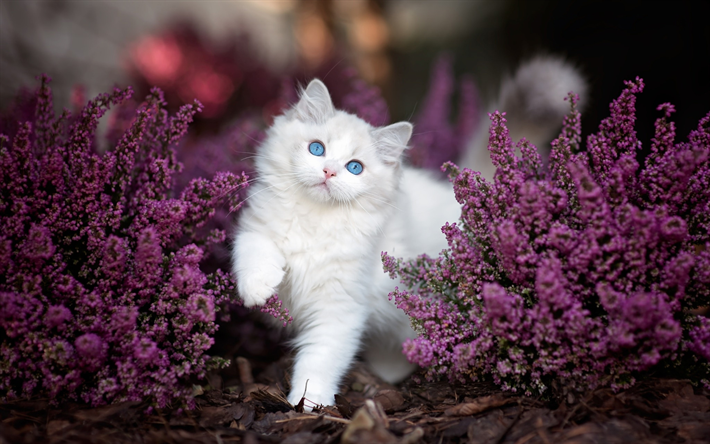 Ragdoll Cat, flowers, denectic cat, kitten, white ragdoll, cute animals, blue eyes, cats, pets, Ragdoll