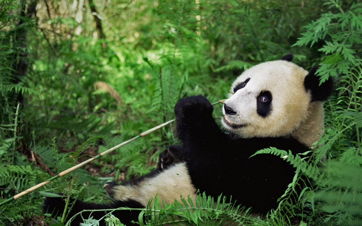 panda grande, la fauna, el bosque, el oso, el bamb&#250;, los pandas, Wolong Reserva natural Nacional, el distrito de Wenchuan, Provincia de Sichuan, China