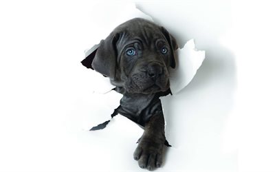 Cane Corso, paper, pets, puppy, black Cane Corso, cute animals, dogs