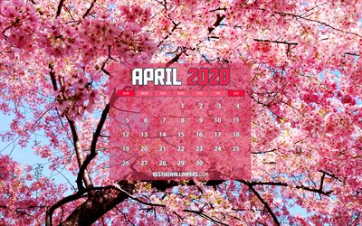 Calendar April 2020, sakura, 2020 calendar, spring calendars, April 2020, creative, pink backgrounds, April 2020 calendar with sakura, April 2020 Calendar, artwork, 2020 calendars