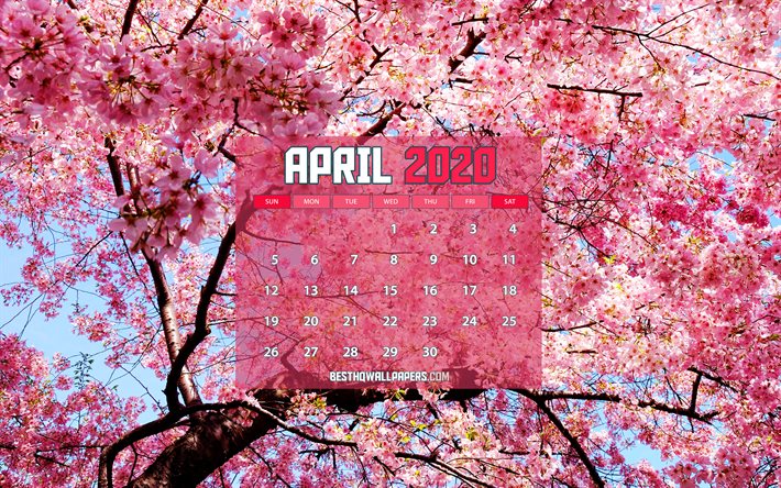 Calendario aprile 2020, sakura, 2020 calendario, la primavera calendari, aprile 2020, creative, rosa, sfondi, aprile 2020 calendario con sakura, aprile 2020 Calendario, opere d&#39;arte, calendari 2020