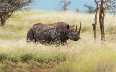 rhino, savannah, Afrika, vilda djur, nosh&#246;rningar