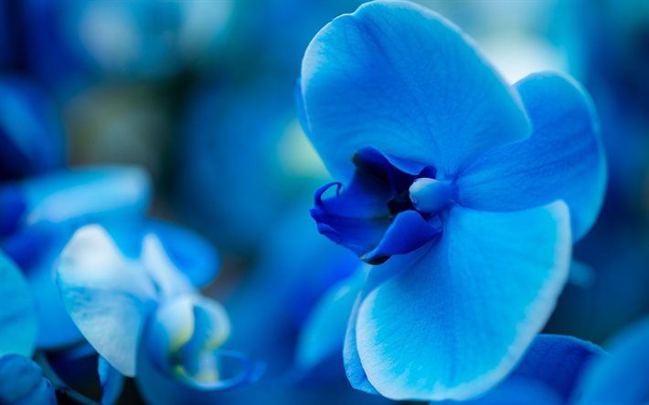 blue orchid, fondo con orqu&#237;deas, hermosas flores, orqu&#237;deas, flor azul, azul floral de fondo
