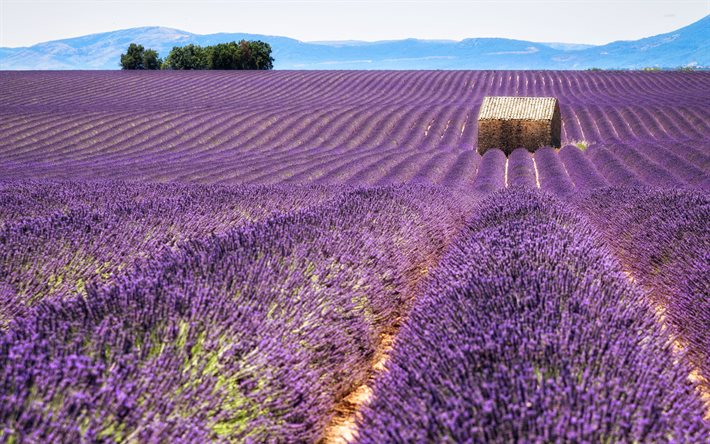 campo di lavanda, mattina, lavanda, campi di fiori, fiori viola, Provenza, Francia
