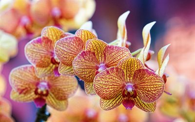 orange orchids, macro, orange flowers, flora, bokeh, Orchidaceae, orchids, Phalaenopsis