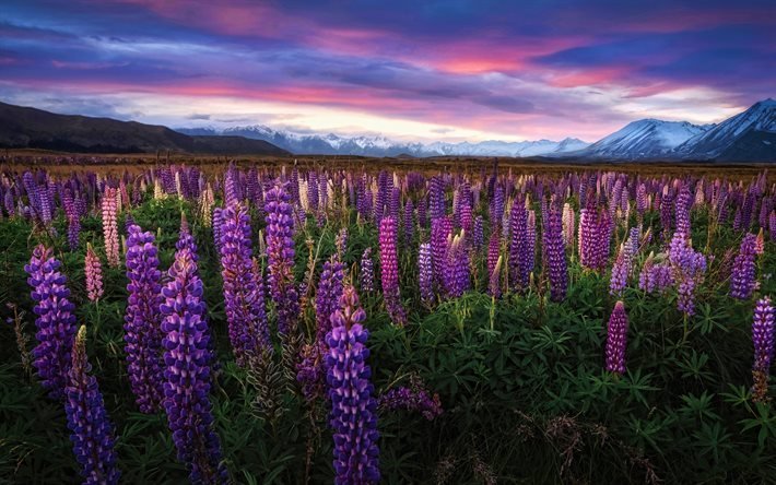Uusi, Seelanti, 4k, lupiinikentt&#228;, HDR, kaunis luonto, vuoret, lupiinit, auringonlasku, kauniita kukkia