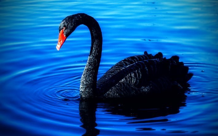 cigno nero, 4K, lago blu, bellissimi uccelli, cigni, Cygnus atratus, cigno nero australiano