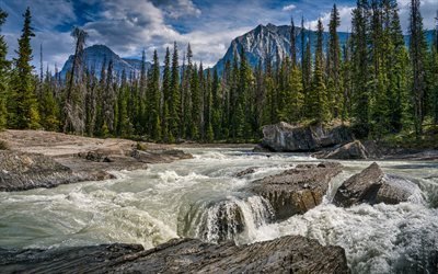 Kicking Horse River, mountain river, Rocky mountains, spring, green trees, mountain landscape, Yoho National Park, British Columbia, Canada