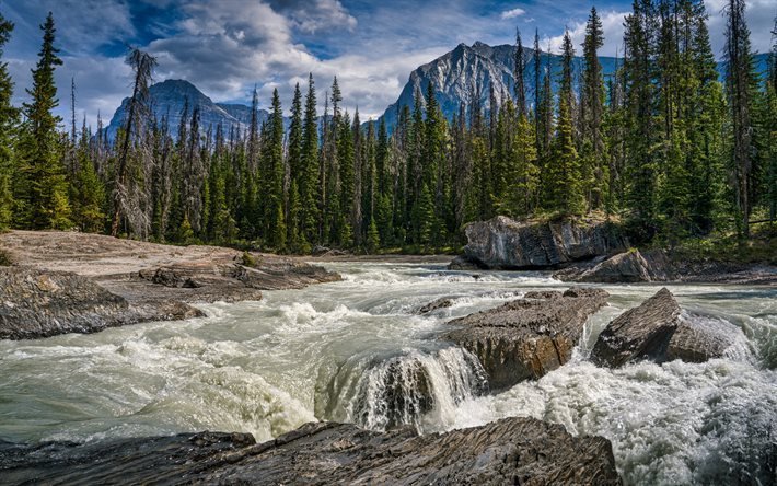 Kicking Horse River, fiume di montagna, montagne rocciose, primavera, alberi verdi, paesaggio montano, Parco Nazionale di Yoho, Columbia Britannica, Canada