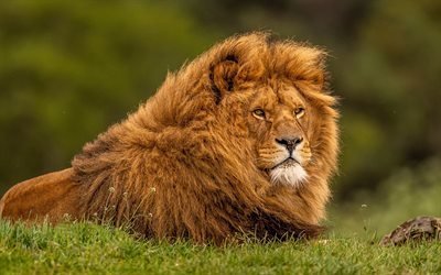 lion, bokeh, king of beasts, predators, wildlife, beast, lions, Panthera leo