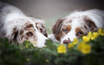Australian Shepherd Dog, Aussie, brown-white dog, pets, dogs, green grass, friendship