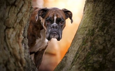 Boxer Dog, muzzle, forest, pets, autumn, dogs, Boxer
