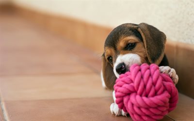 beagle, hund, welpen, haustiere, hunde, ball des threads, niedliche tiere