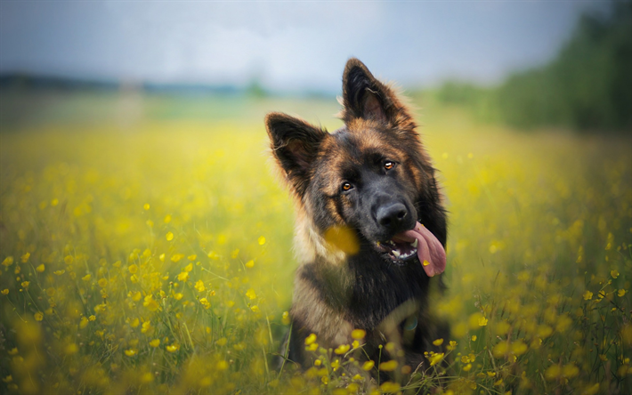 Saksan Paimen Koira, lemmikit, iso koira, muotokuva, kukka-kent&#228;n, field kukkia keltainen