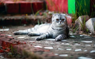 Scottish Fold, gato cinzento, animais de estima&#231;&#227;o, gatos, animais fofos, rua, o gato dom&#233;stico, Scottish Fold Gato