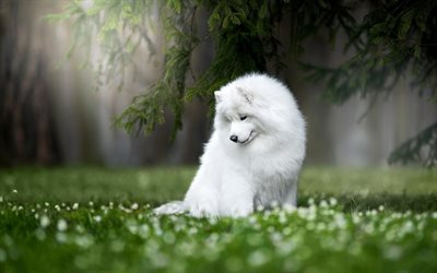 Samoyed, valkoinen p&#246;rr&#246;inen koira, vihre&#228; ruoho, Samoyed Laika, lemmikit, valkoinen koira