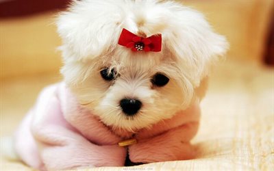 Maltese, puppy, cute animals, white dog, red bow, pets, dogs, Maltese dog