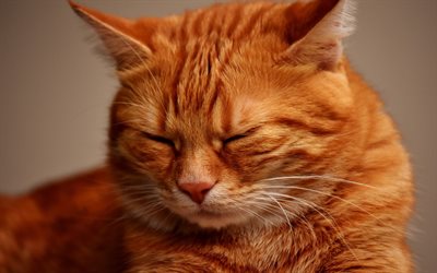 ginger cat, dissatisfaction concepts, pets, cats, short-haired breeds of cats